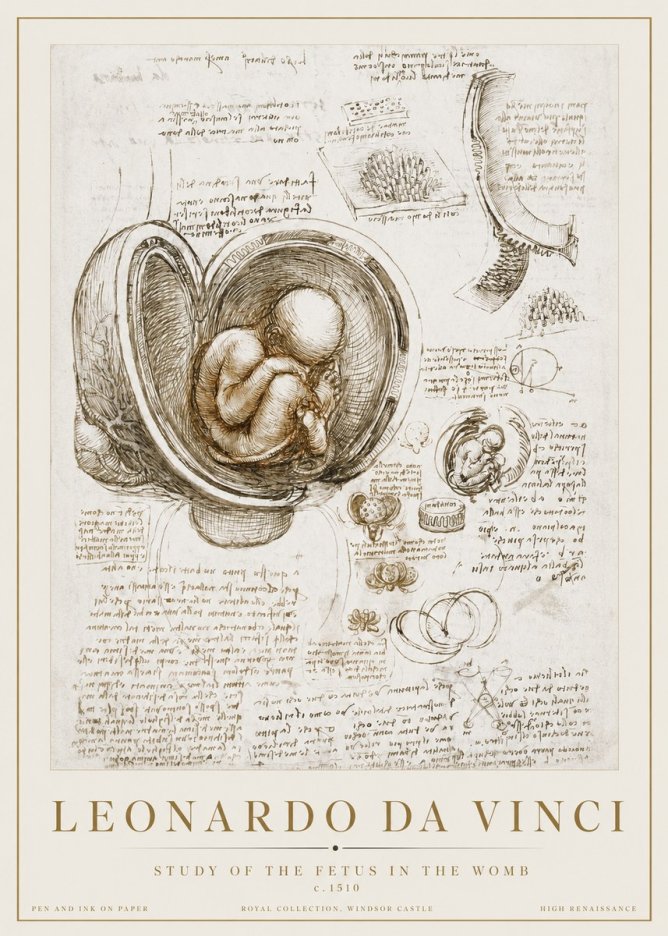 Leonardo da Vinci Studies of the Fetus in the Womb No3 - Póster