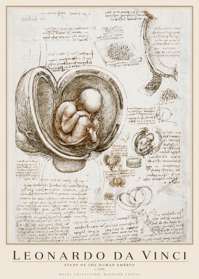 Leonardo da Vinci Studies of the Fetus in the Womb No4 - Póster
