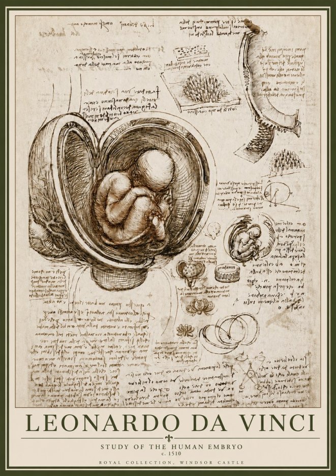 Leonardo da Vinci Studies of the Fetus in the Womb No6 - Póster