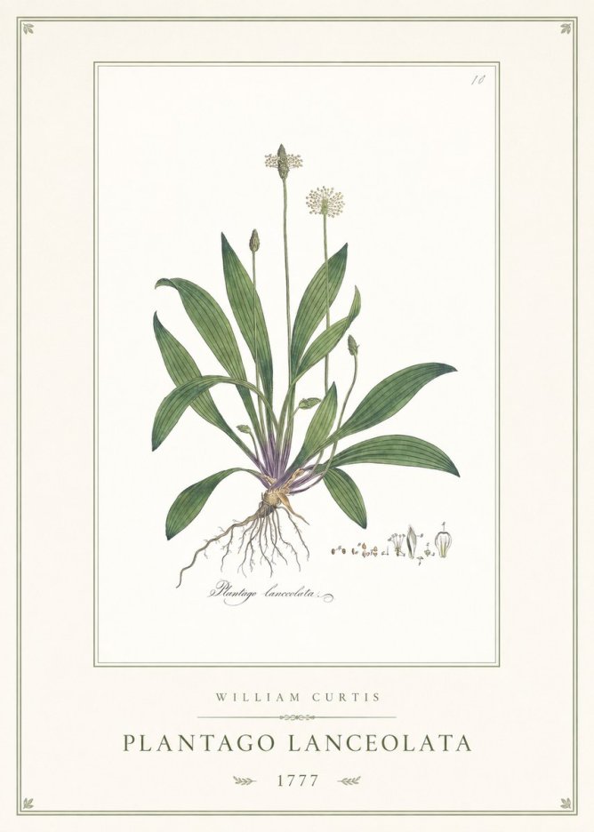 William Curtis Plantago Lanceolata II No1 - Póster