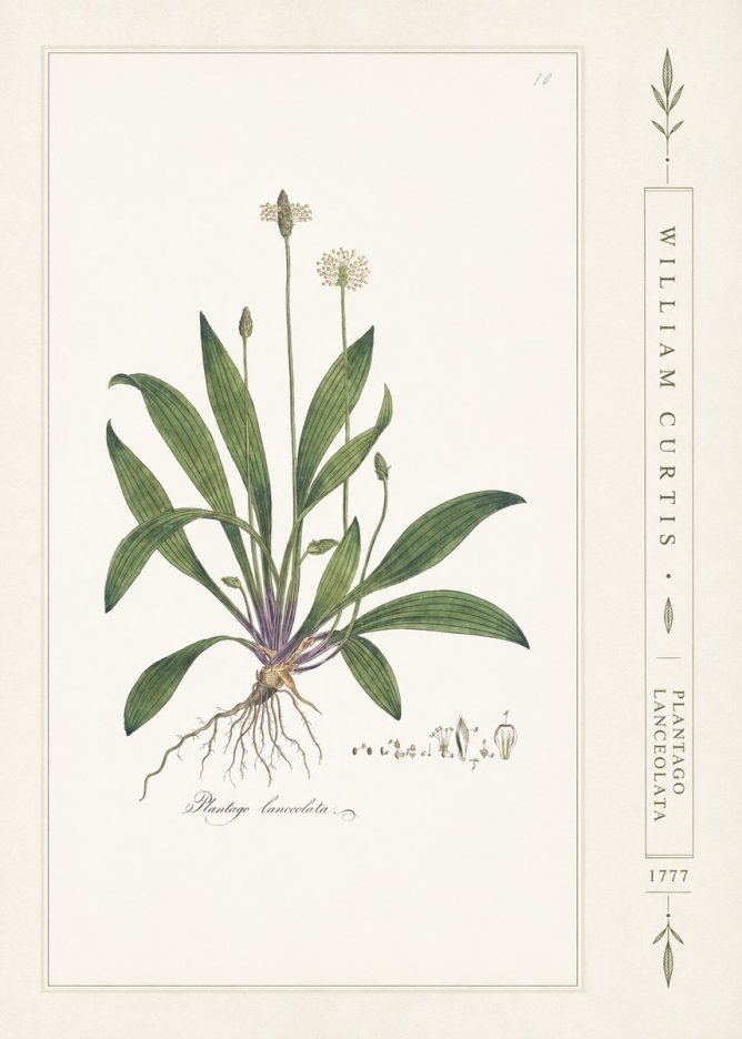 William Curtis Plantago Lanceolata II No2 - Póster