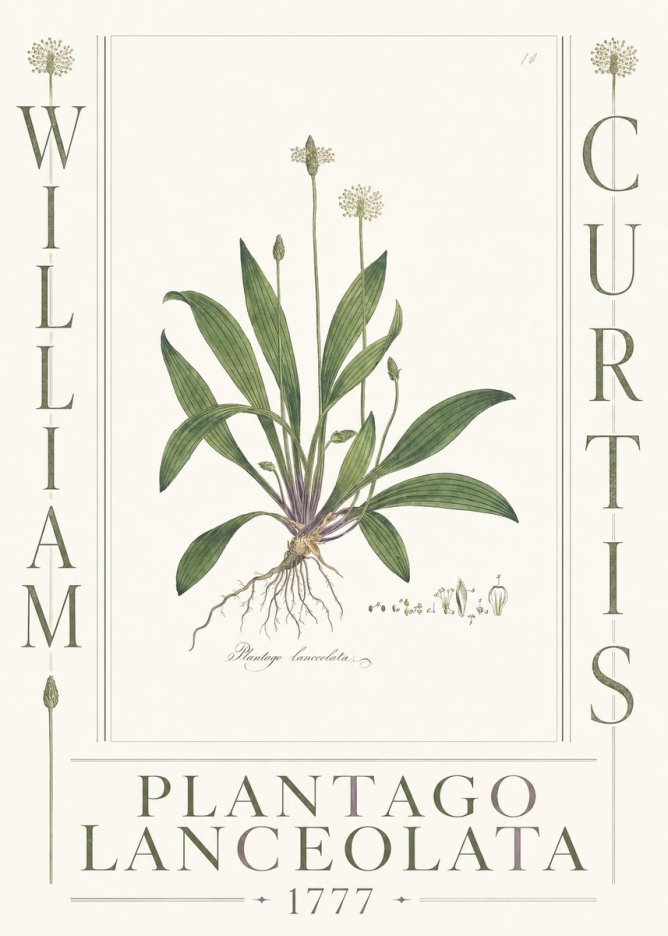 William Curtis Plantago Lanceolata II No3 - Póster