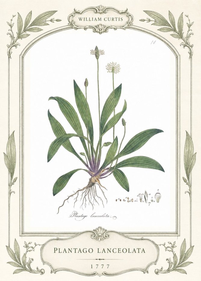 William Curtis Plantago Lanceolata II No4 - Póster