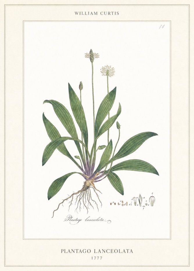 William Curtis Plantago Lanceolata II No6 - Póster
