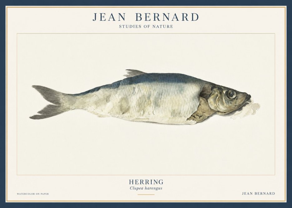 Jean Bernard Herring No3 - Póster