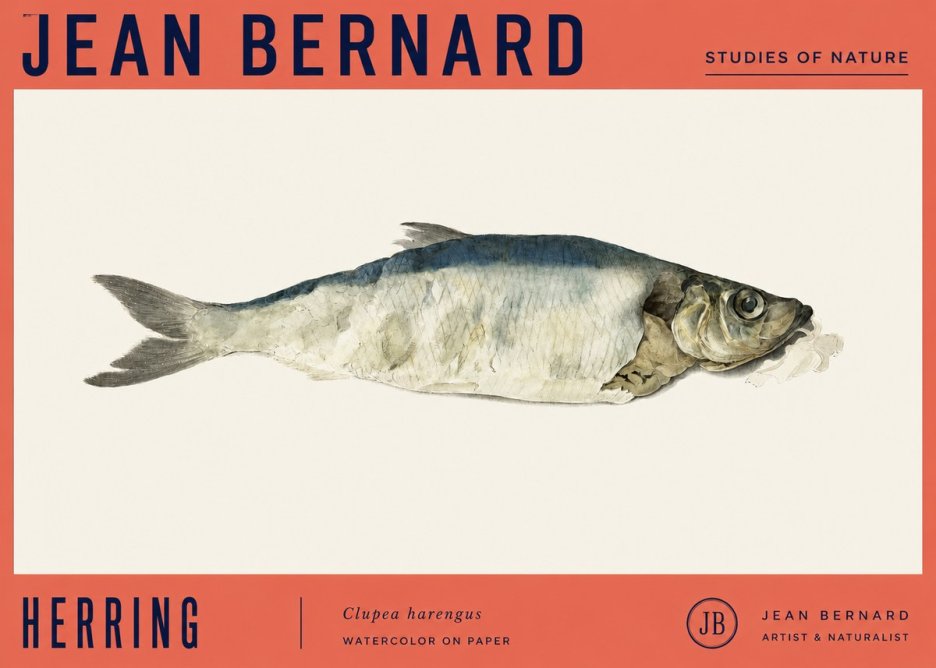 Jean Bernard Herring No4 - Póster