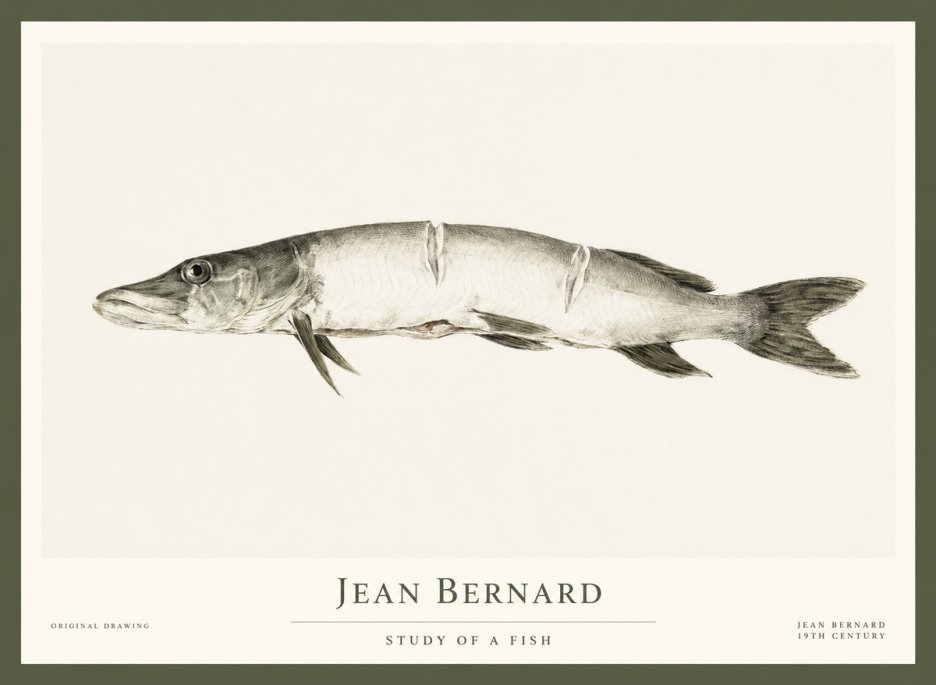 Jean Bernard Study of a Fish II No1 - Póster