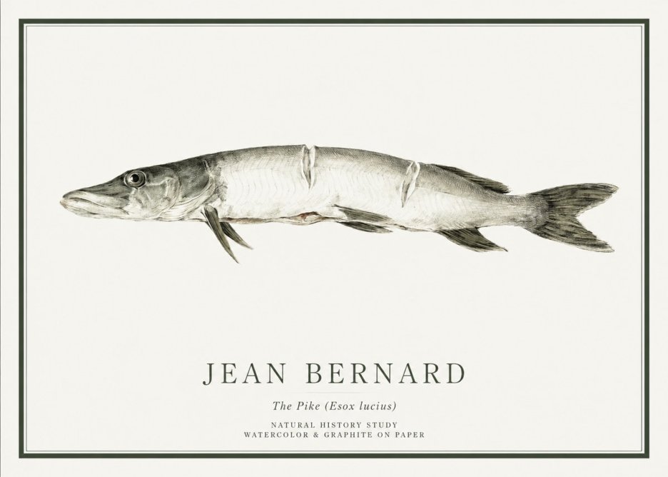 Jean Bernard Study of a Fish II No6 - Póster