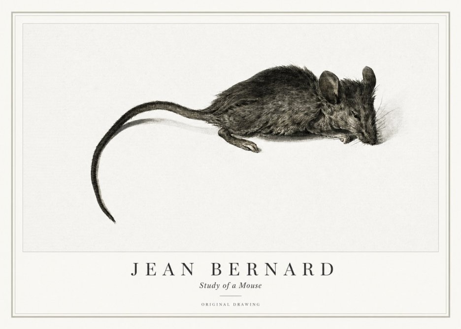 Jean Bernard Study of a Mouse I No1 - Póster