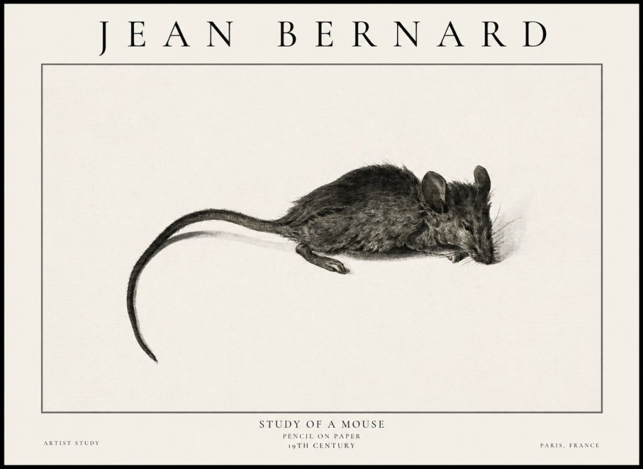 Jean Bernard Study of a Mouse I No6 - Póster