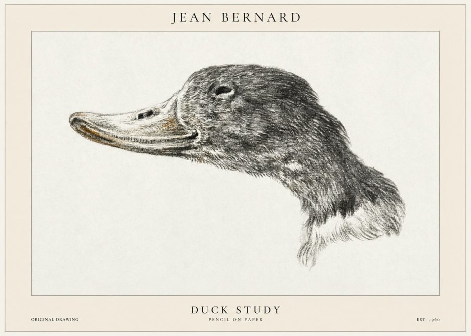 Jean Bernard Study of a Duck No2 - Póster