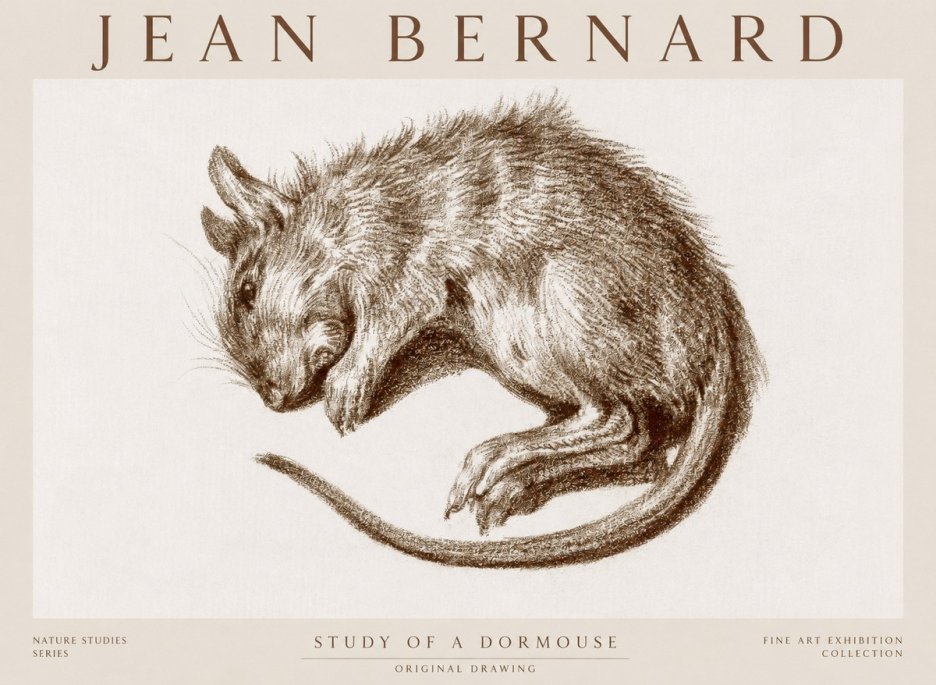 Jean Bernard Study of a Dormouse No1 - Póster