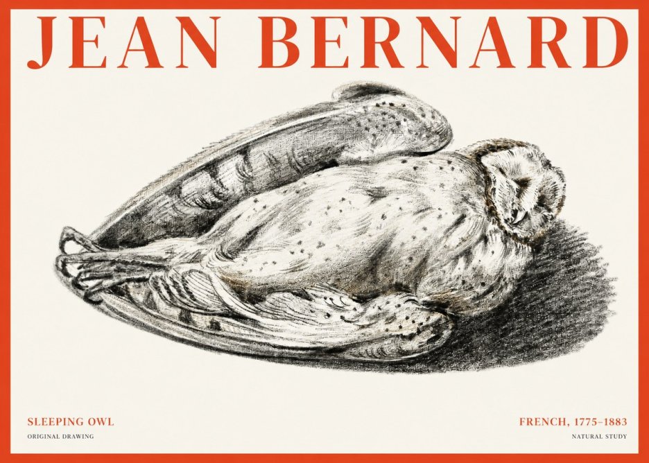 Jean Bernard Sleeping Owl No1 - Póster