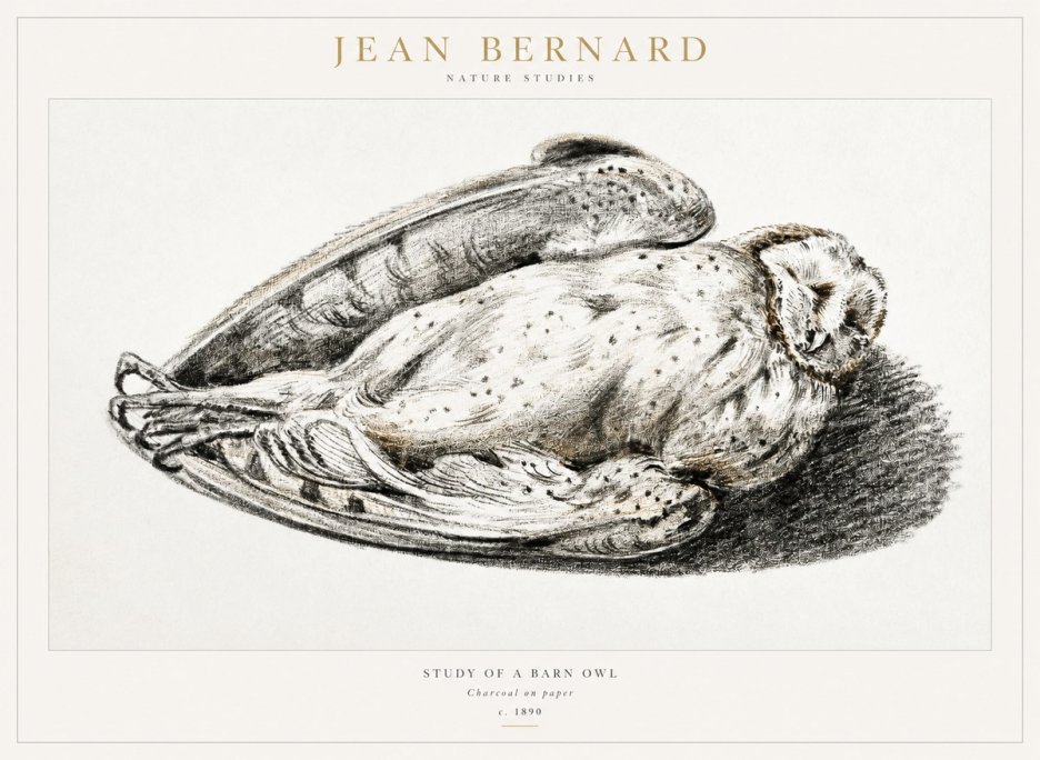 Jean Bernard Sleeping Owl No2 - Póster
