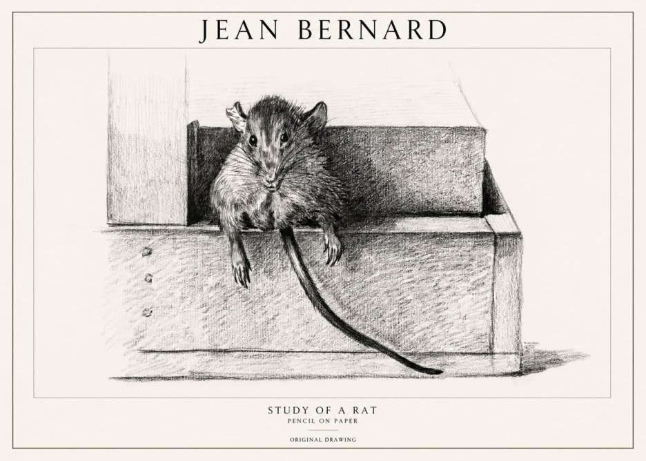 Jean Bernard Study of a Rat I No1 - Póster