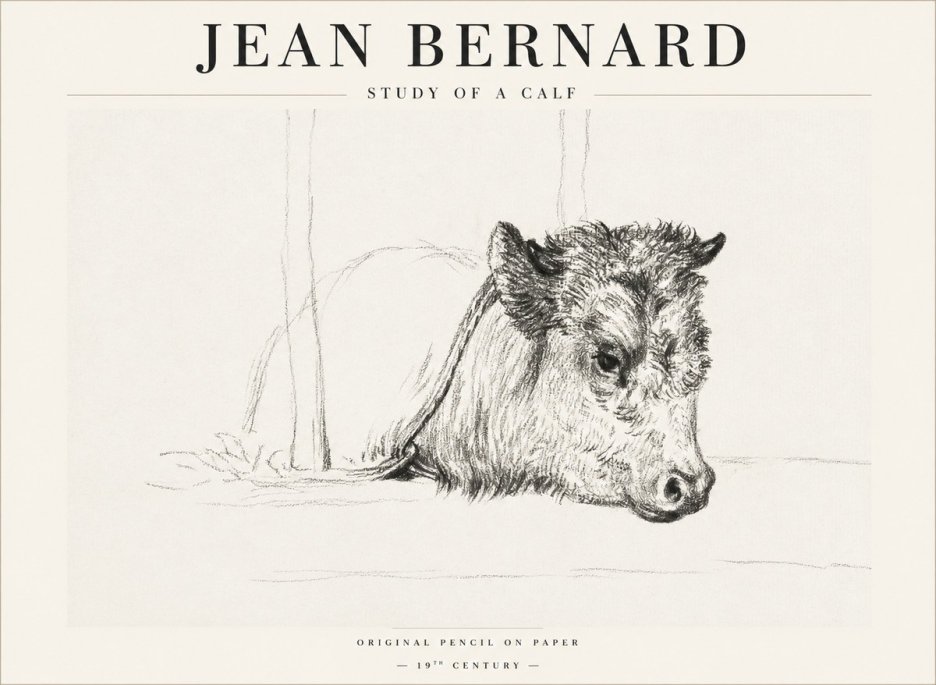 Jean Bernard Study of a Calf I No1 - Póster