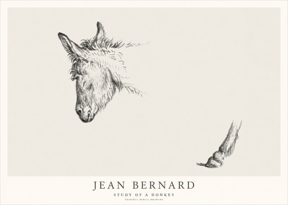 Jean Bernard Study of a Donkey II No1 - Póster