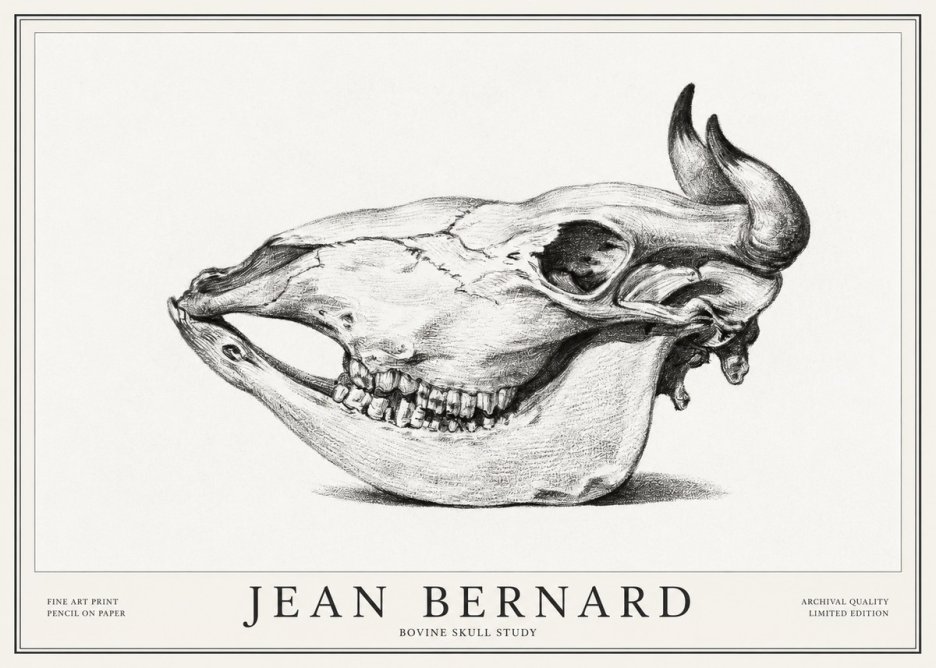 Jean Bernard Bovine Skull Study No1 - Póster