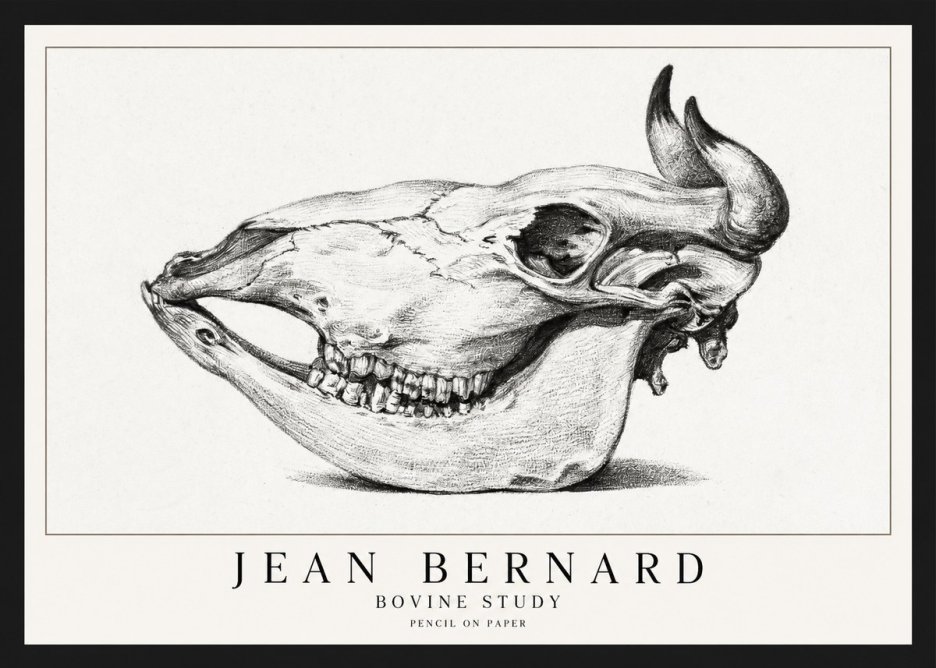 Jean Bernard Bovine Skull Study No2 - Póster