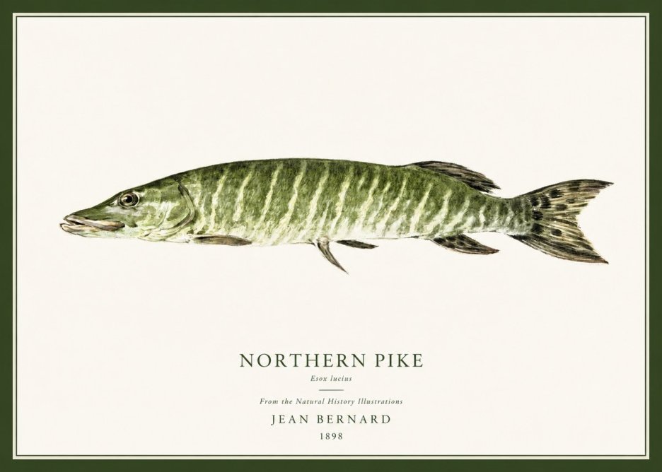 Jean Bernard Northern Pike No1 - Póster