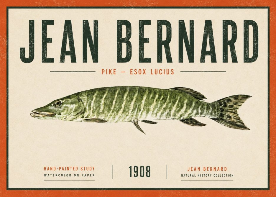 Jean Bernard Northern Pike No6 - Póster