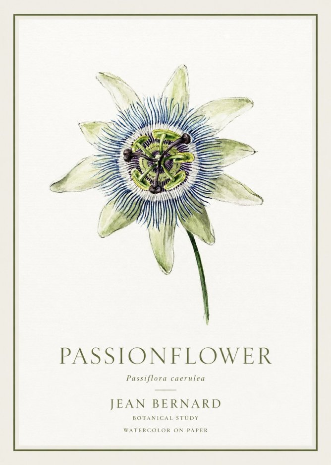 Jean Bernard Passionflower No1 - Póster