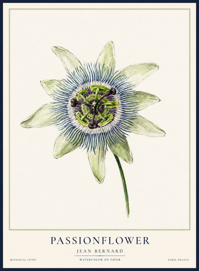 Jean Bernard Passionflower No2 - Póster