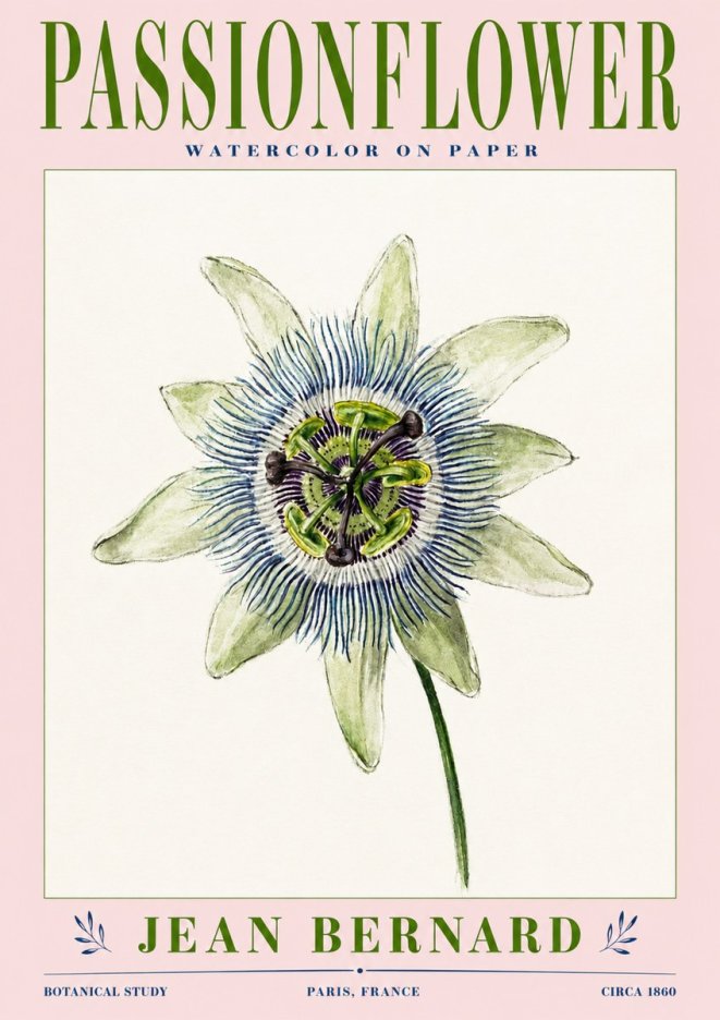 Jean Bernard Passionflower No3 - Póster