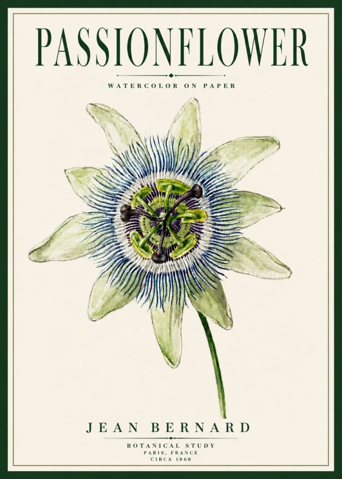 Jean Bernard Passionflower No5 - Póster