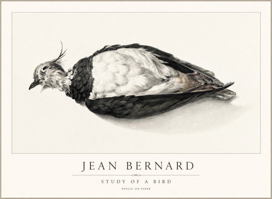 Jean Bernard Study of a Bird II No2 - Póster