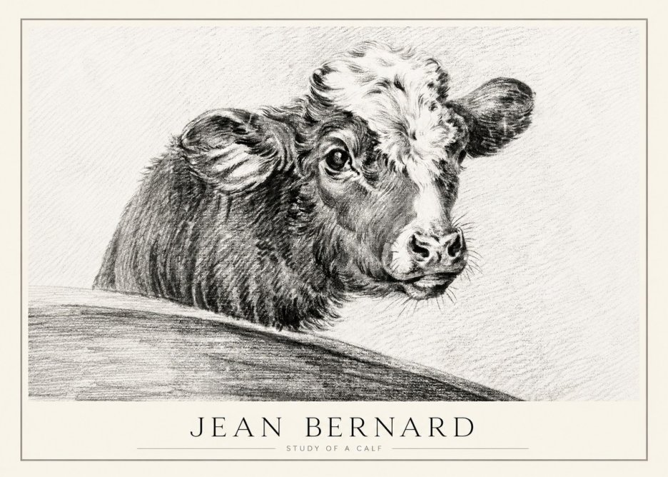 Jean Bernard Study of a Calf II No1 - Póster