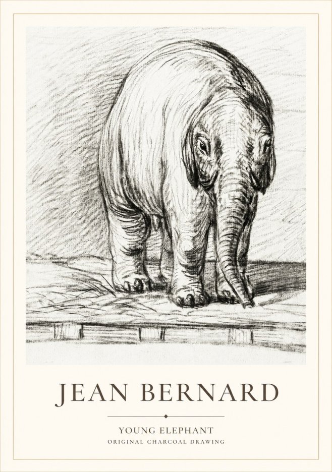 Jean Bernard Young Elephant No1 - Póster