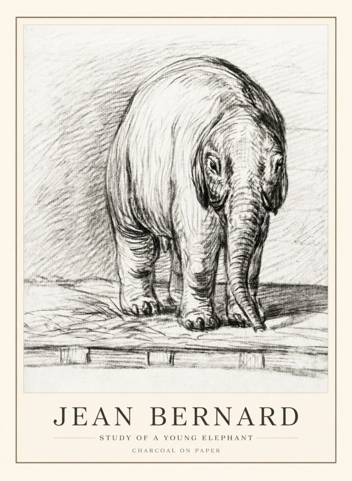 Jean Bernard Young Elephant No3 - Póster