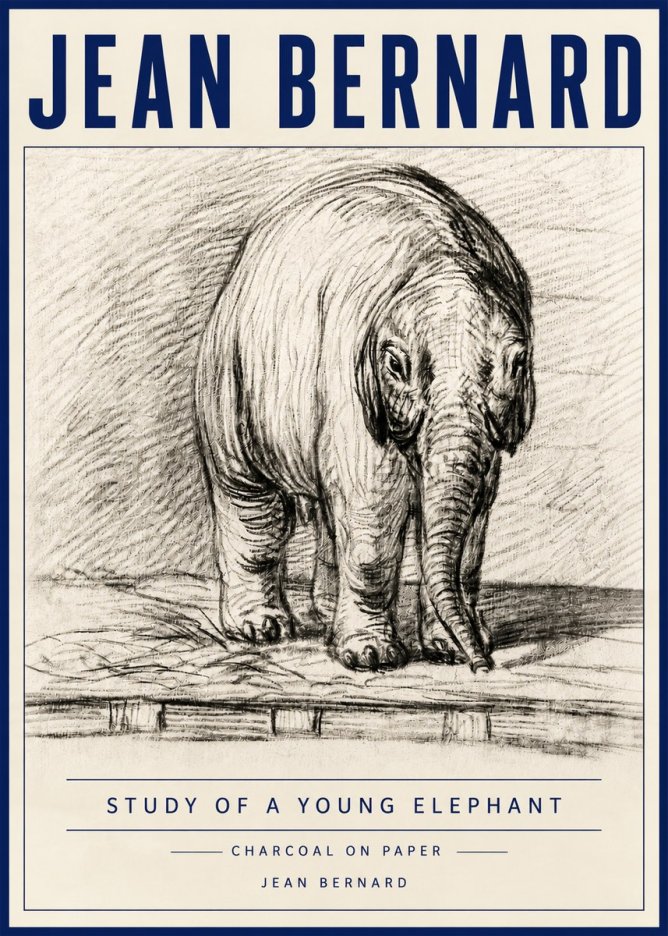 Jean Bernard Young Elephant No6 - Póster