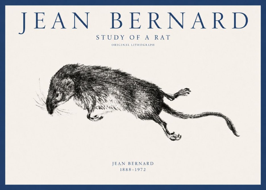 Jean Bernard Study of a Rat II No1 - Póster
