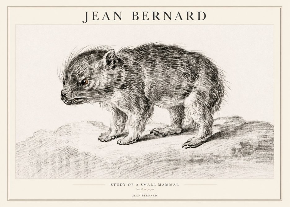 Jean Bernard Study of a Small Mammal No1 - Póster