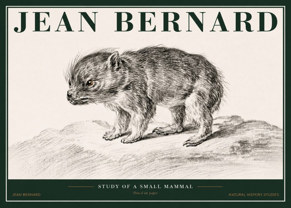Jean Bernard Study of a Small Mammal No2 - Póster