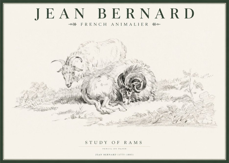 Jean Bernard Study of Sheep No2 - Póster