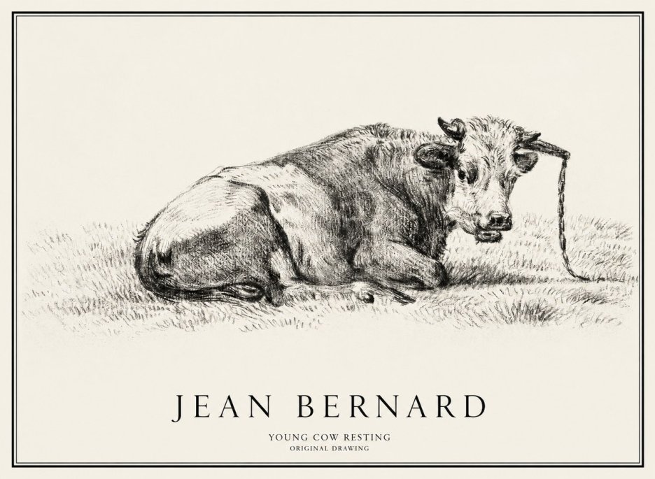Jean Bernard Young Cow Resting No1 - Póster