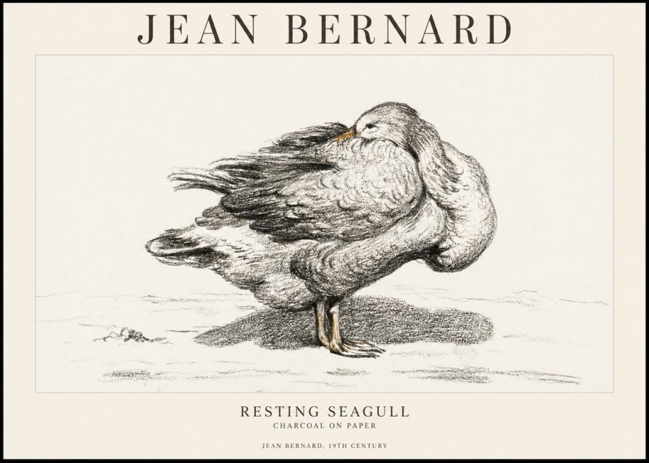 Jean Bernard Resting Seagull No1 - Póster
