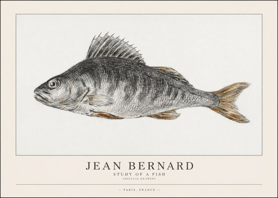 Jean Bernard Study of a Fish IV No1 - Póster