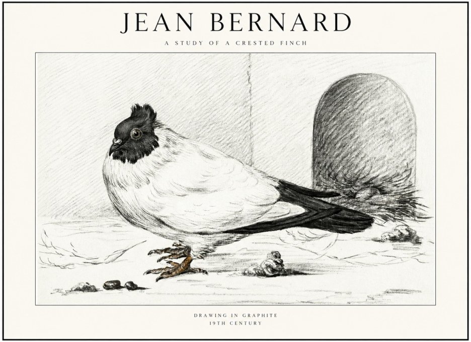 Jean Bernard A Study of a Crested Finch No1 - Póster
