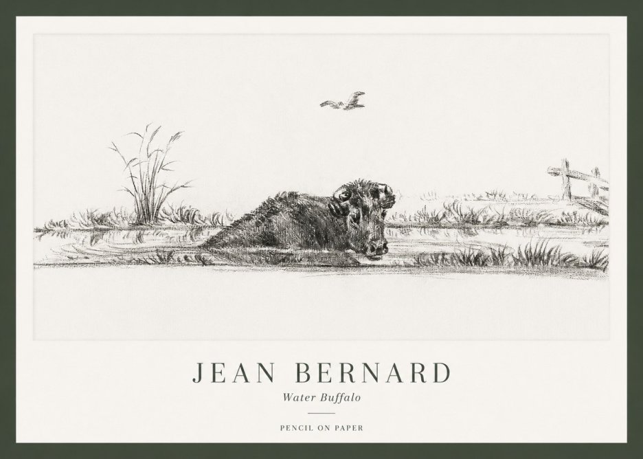 Jean Bernard Study of a Water Buffalo No2 - Póster