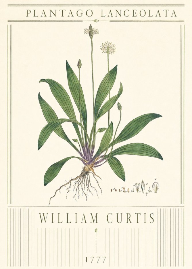 William Curtis Plantago Lanceolata III No3 - Póster