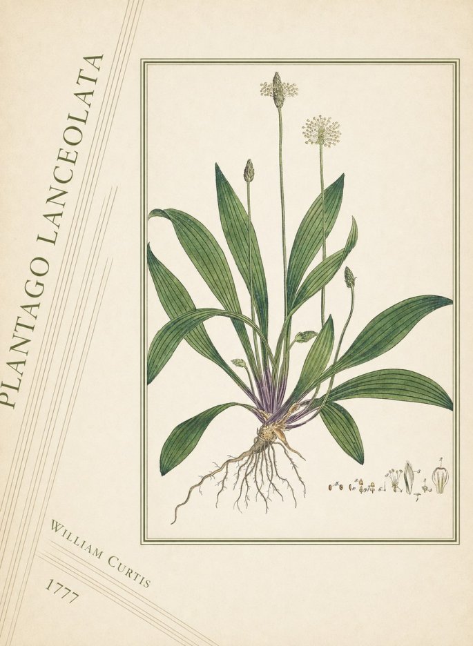 William Curtis Plantago Lanceolata III No4 - Póster