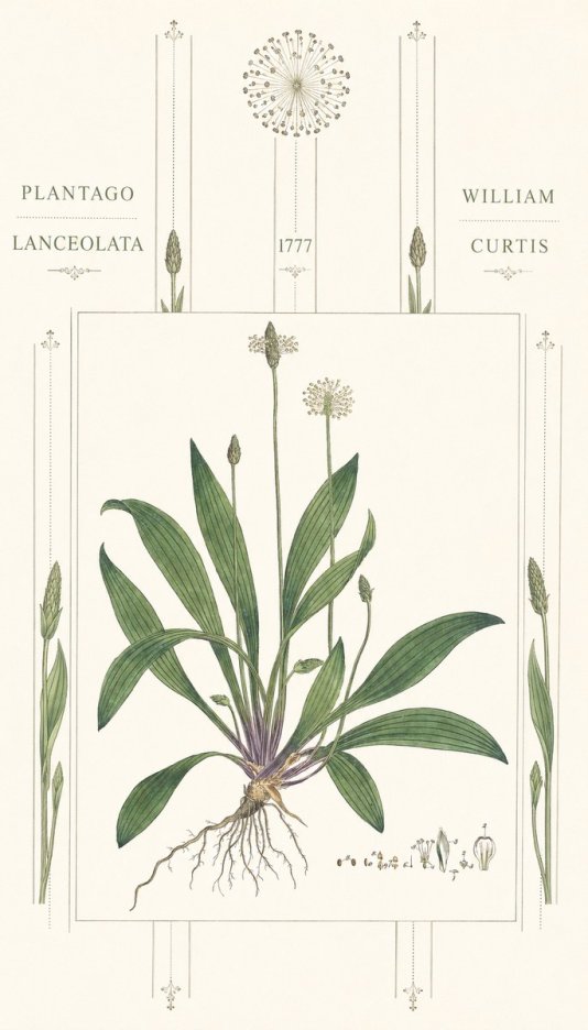 William Curtis Plantago Lanceolata III No6 - Póster