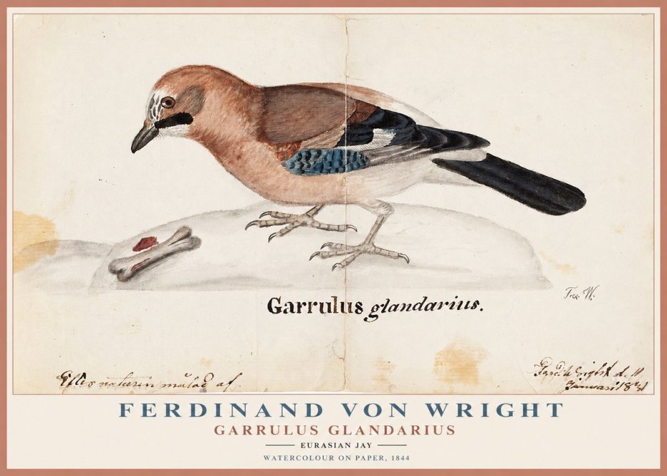 Ferdinand von Wright Garrulus Glandarius No1 - Póster
