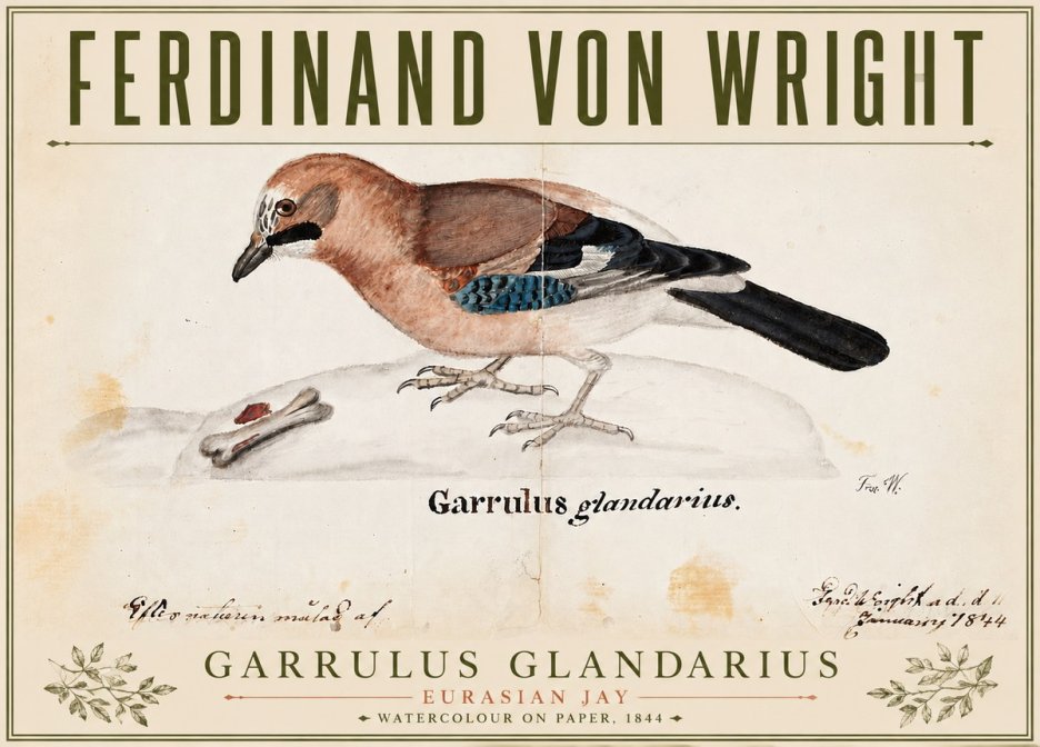 Ferdinand von Wright Garrulus Glandarius No4 - Póster