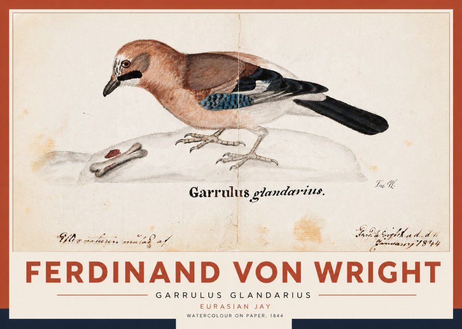 Ferdinand von Wright Garrulus Glandarius No5 - Póster