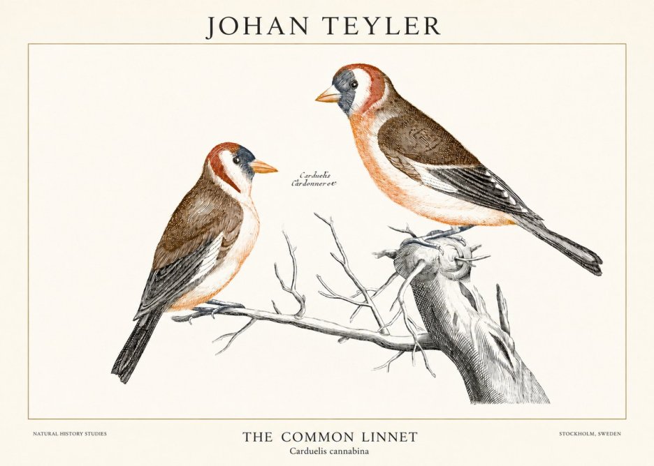 Johan Teyler The Common Linnet No1 - Póster